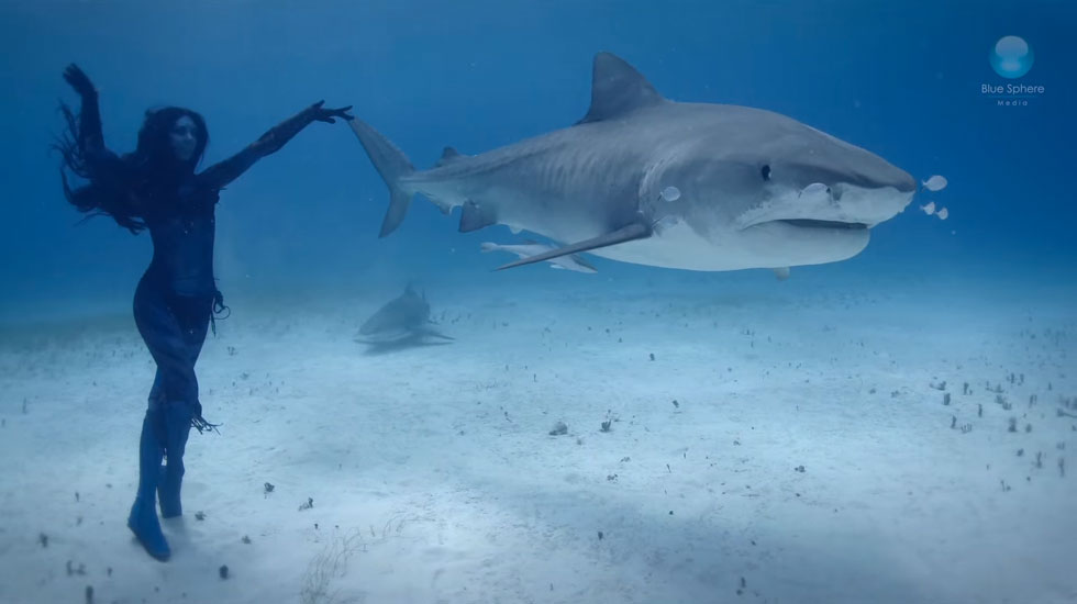 hannah-requins-tigres