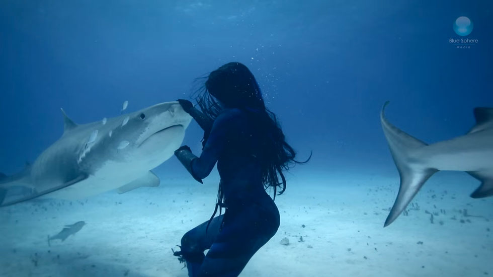 hannah-touche-requin-tigre