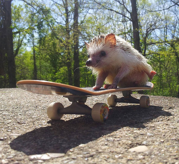 herisson-skate