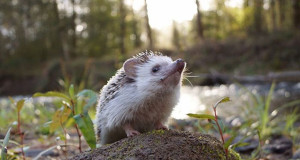 herisson-voyage-monde-decouverte-photographies-biddy-une