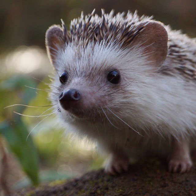 herisson-voyage-monde-decouverte-photographies-biddy1