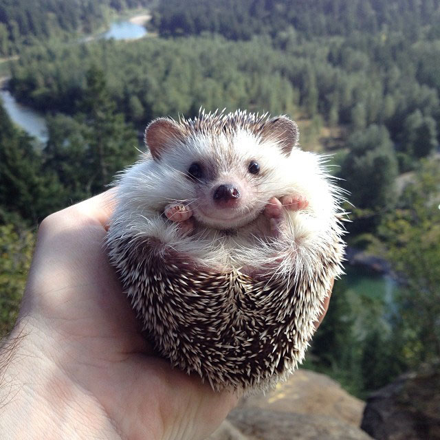 herisson-voyage-monde-decouverte-photographies-biddy10
