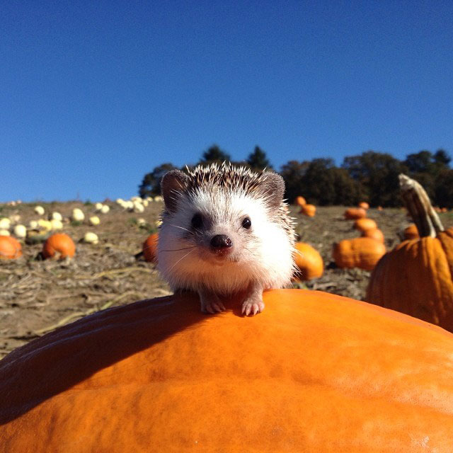 herisson-voyage-monde-decouverte-photographies-biddy12