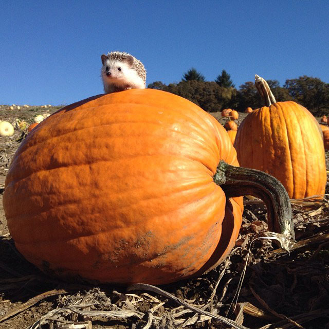 herisson-voyage-monde-decouverte-photographies-biddy13
