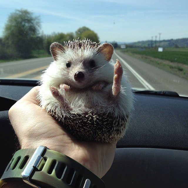 herisson-voyage-monde-decouverte-photographies-biddy14