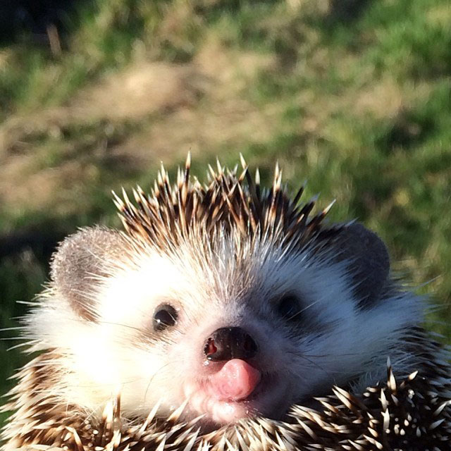 herisson-voyage-monde-decouverte-photographies-biddy15