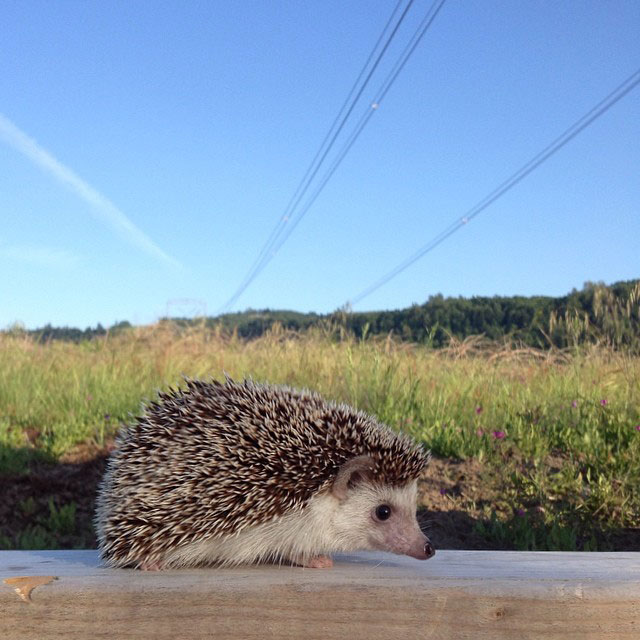 herisson-voyage-monde-decouverte-photographies-biddy18