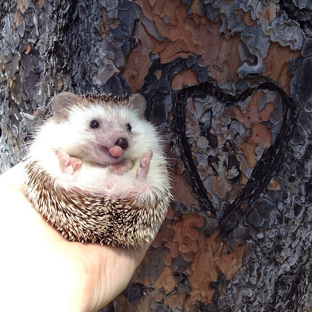 herisson-voyage-monde-decouverte-photographies-biddy19