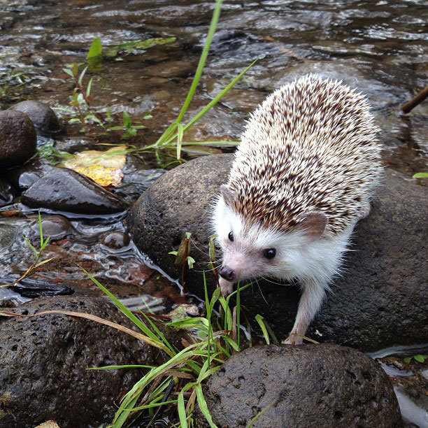 herisson-voyage-monde-decouverte-photographies-biddy21