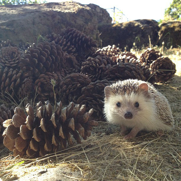 herisson-voyage-monde-decouverte-photographies-biddy22
