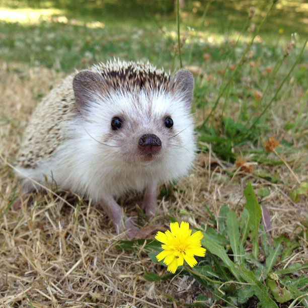 herisson-voyage-monde-decouverte-photographies-biddy23