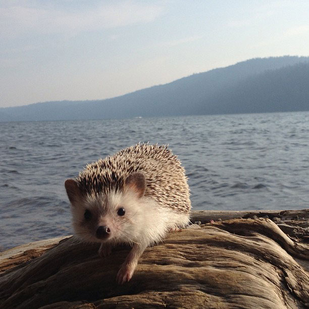 herisson-voyage-monde-decouverte-photographies-biddy24