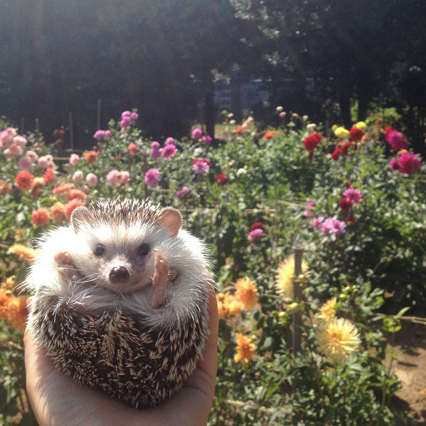 herisson-voyage-monde-decouverte-photographies-biddy25