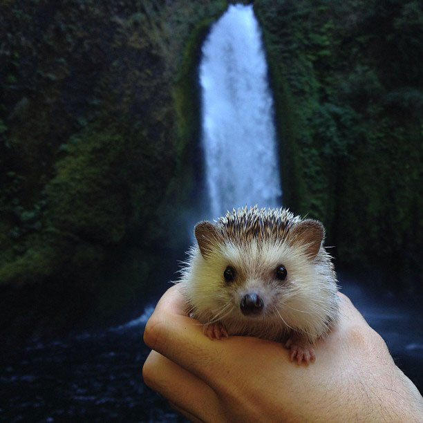 herisson-voyage-monde-decouverte-photographies-biddy26