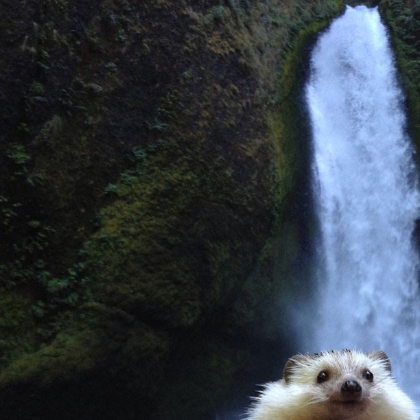 herisson-voyage-monde-decouverte-photographies-biddy27