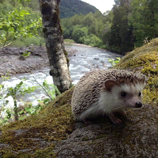 herisson-voyage-monde-decouverte-photographies-biddy28