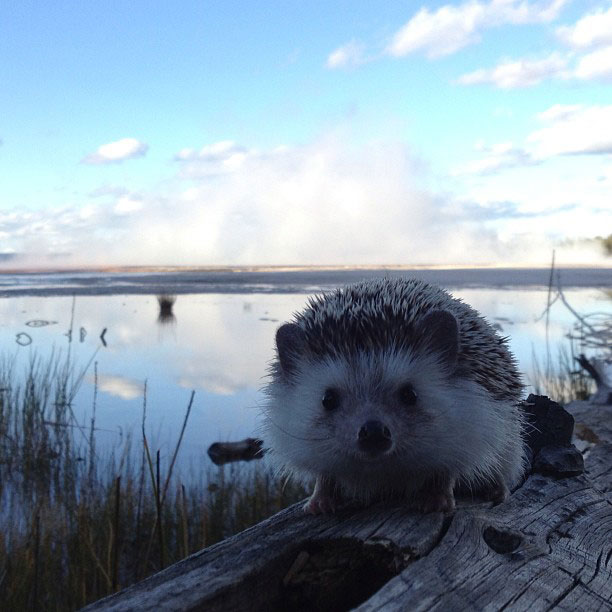 herisson-voyage-monde-decouverte-photographies-biddy30
