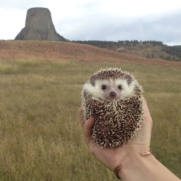 herisson-voyage-monde-decouverte-photographies-biddy31