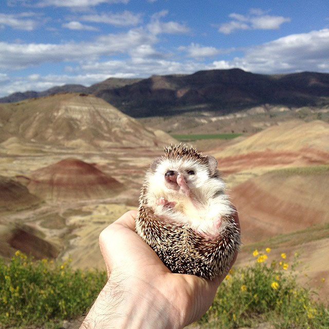herisson-voyage-monde-decouverte-photographies-biddy34