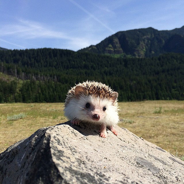 herisson-voyage-monde-decouverte-photographies-biddy36