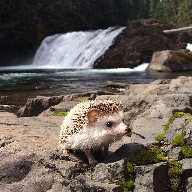 herisson-voyage-monde-decouverte-photographies-biddy38