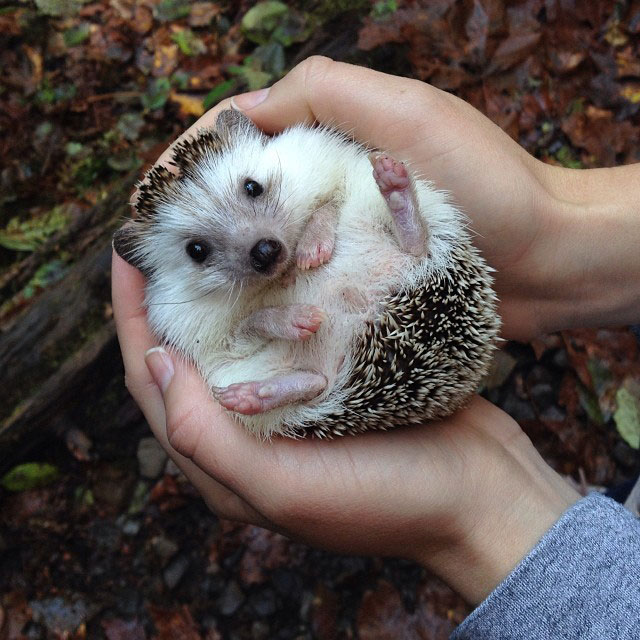 herisson-voyage-monde-decouverte-photographies-biddy4