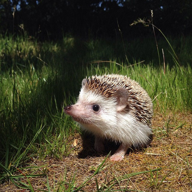 herisson-voyage-monde-decouverte-photographies-biddy40