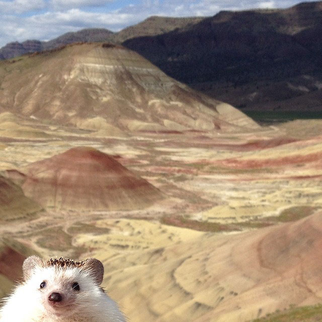 herisson-voyage-monde-decouverte-photographies-biddy41