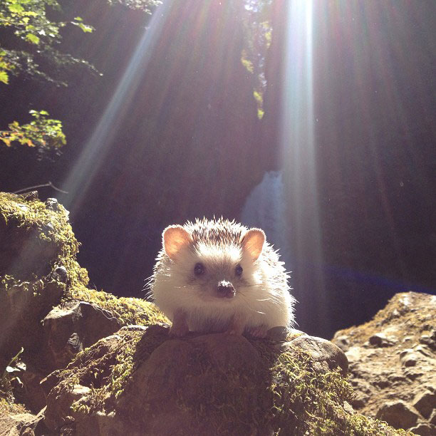 herisson-voyage-monde-decouverte-photographies-biddy51