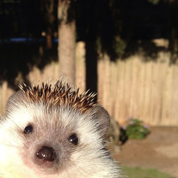 herisson-voyage-monde-decouverte-photographies-biddy52