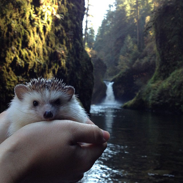 herisson-voyage-monde-decouverte-photographies-biddy6