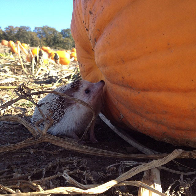 herisson-voyage-monde-decouverte-photographies-biddy7