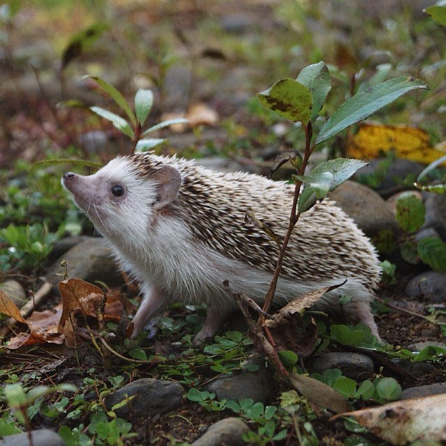 herisson-voyage-monde-decouverte-photographies-biddy8