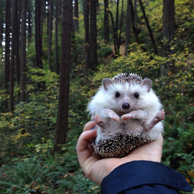 herisson-voyage-monde-decouverte-photographies-biddy9