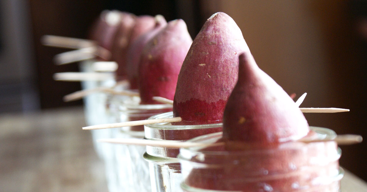 legume-inspiration-nature-alimentation-une