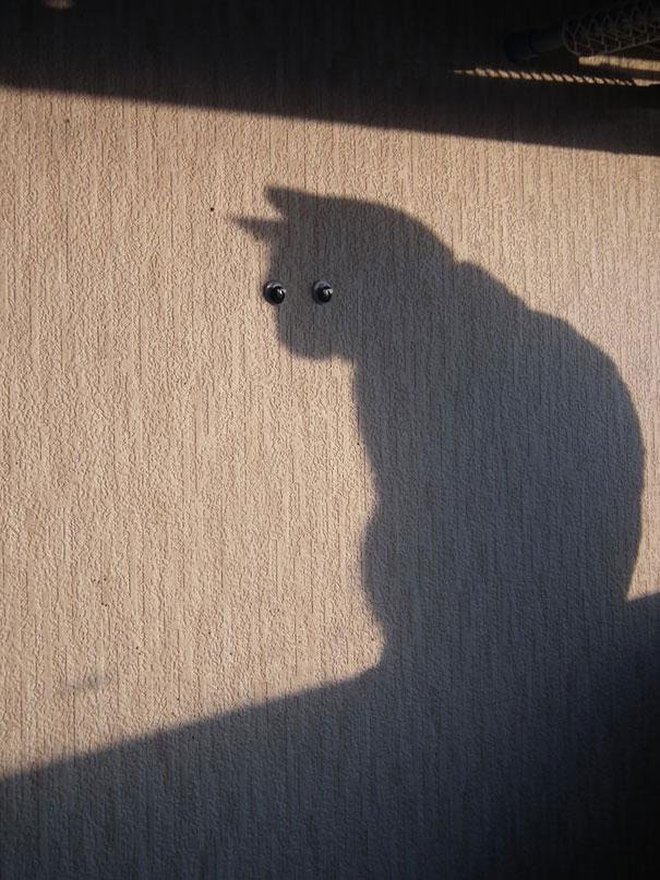 ombre-chat