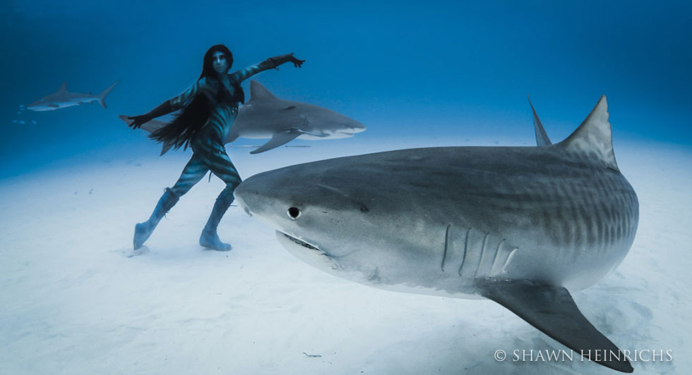 requin-tigre-danse-humain