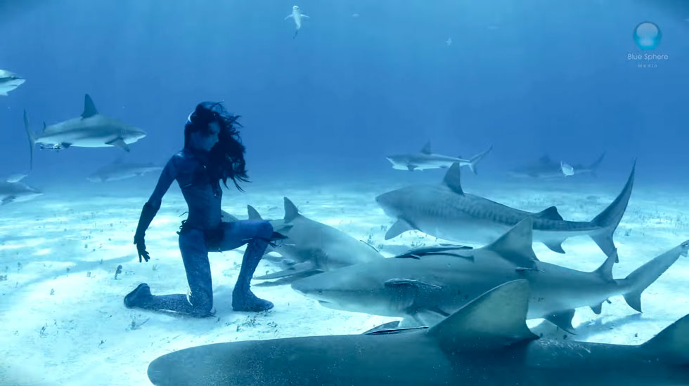 requins-tigre-mer-bahamas