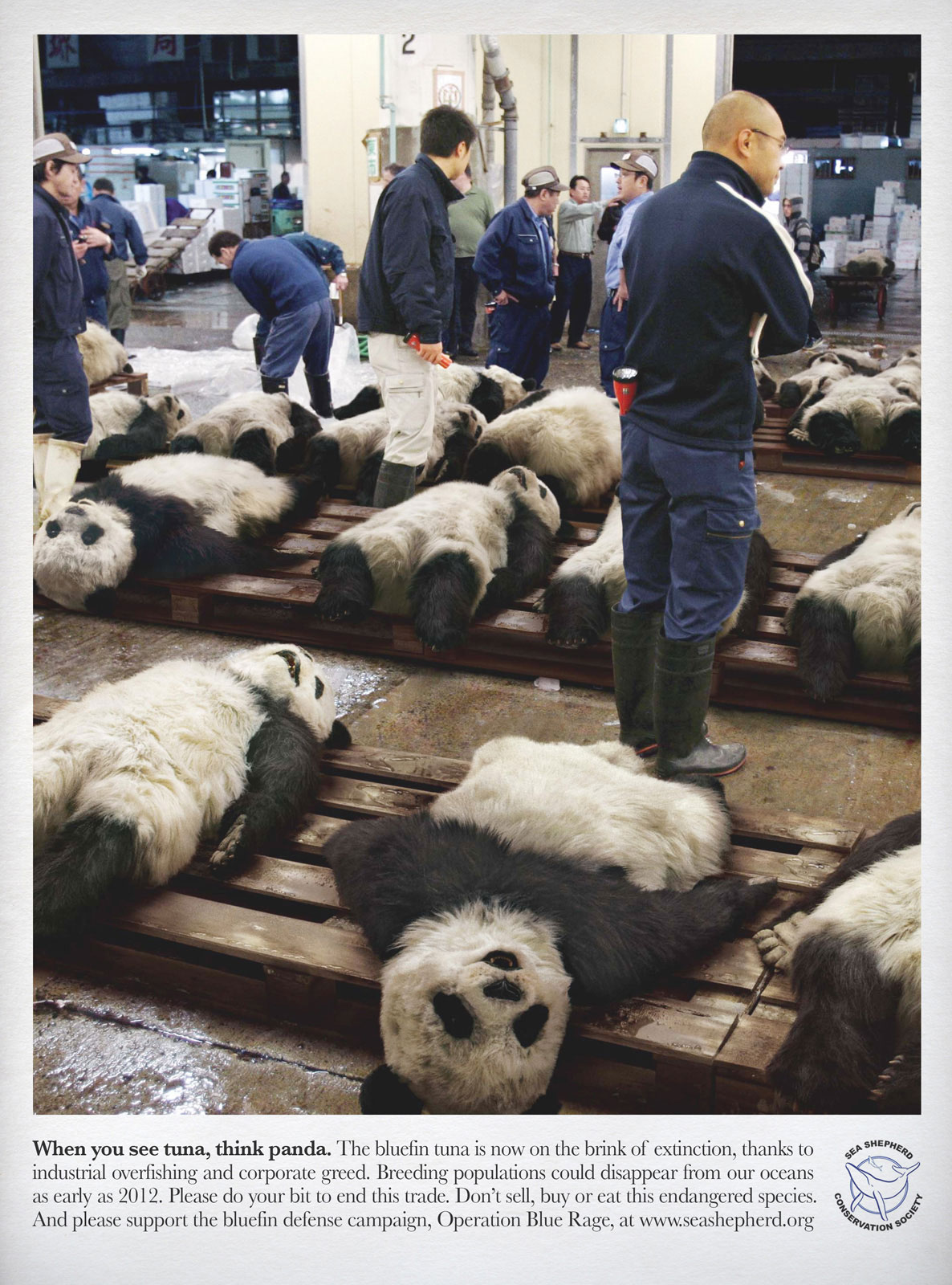 thon-seashepperd-panda