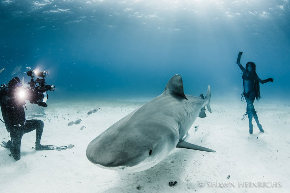 tournage-tigress-shark