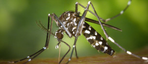 virus-zika-moustique-sang-sante-une