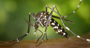 virus-zika-moustique-sang-sante-une