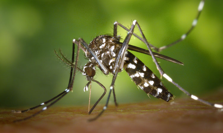 virus-zika-moustique-sang-sante-une