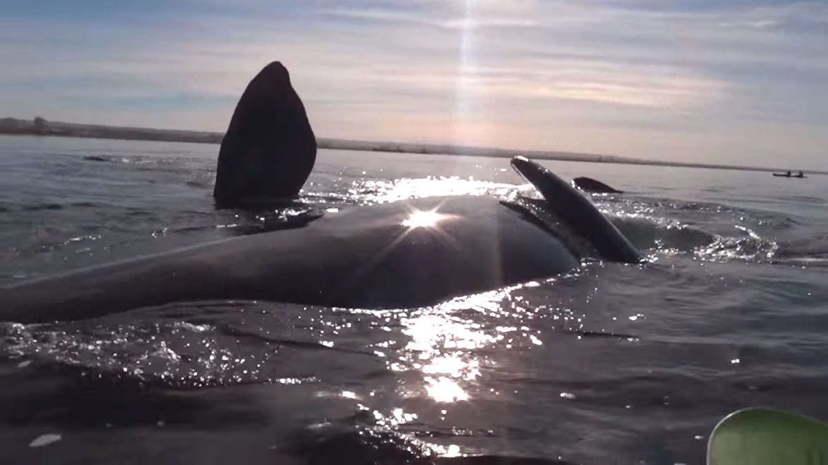 baleine-franche-australe-ventre