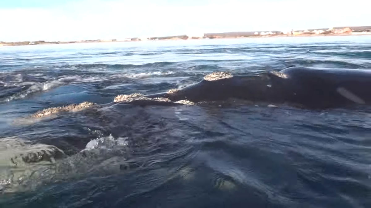baleine-franche-australe
