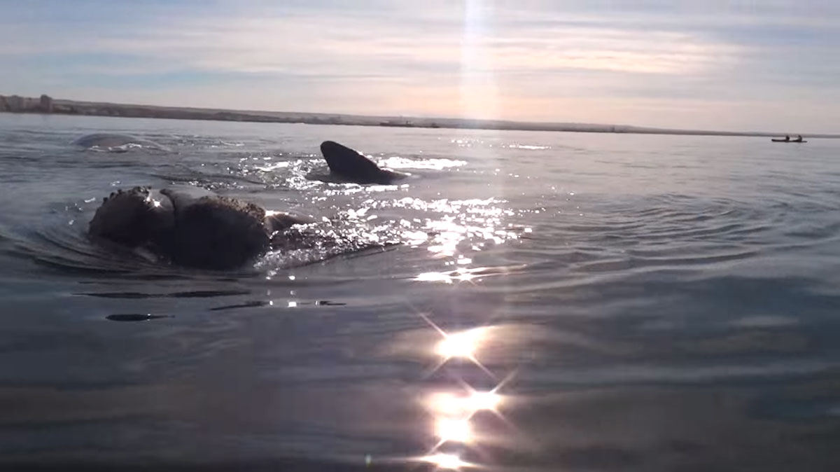 baleine-franche-surface-crepuscule