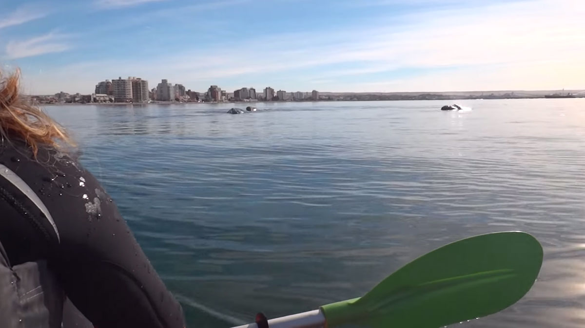 baleines-nagent-surface