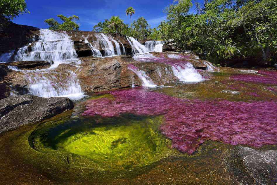 cano-cristales-mata-colombie