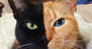 chat-double-face-venus-mignon-insolite