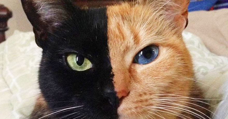 chat-double-face-venus-mignon-insolite